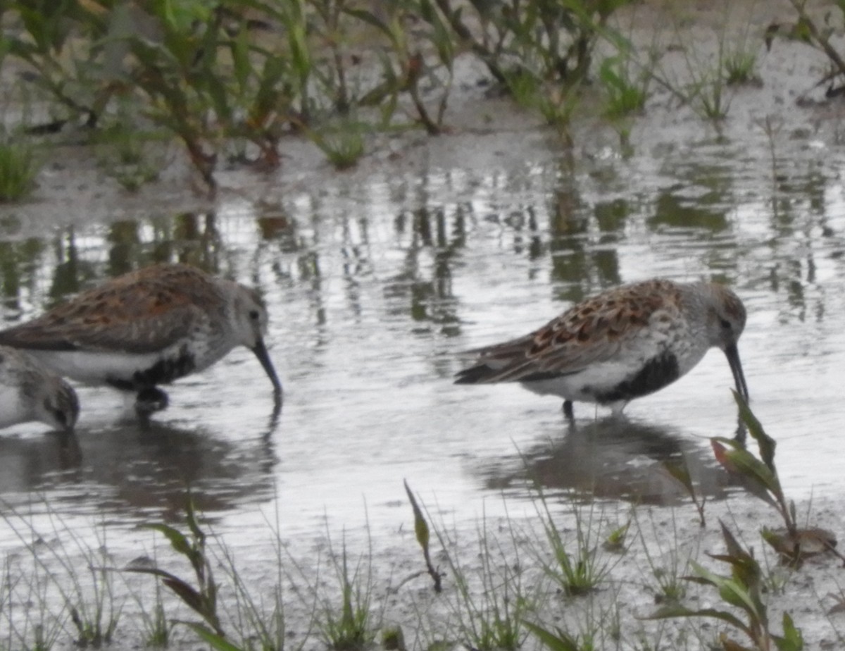 Dunlin - ML232061401