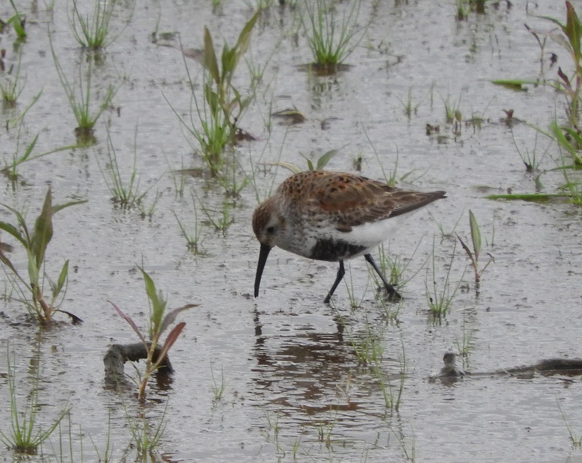 Dunlin - ML232061421