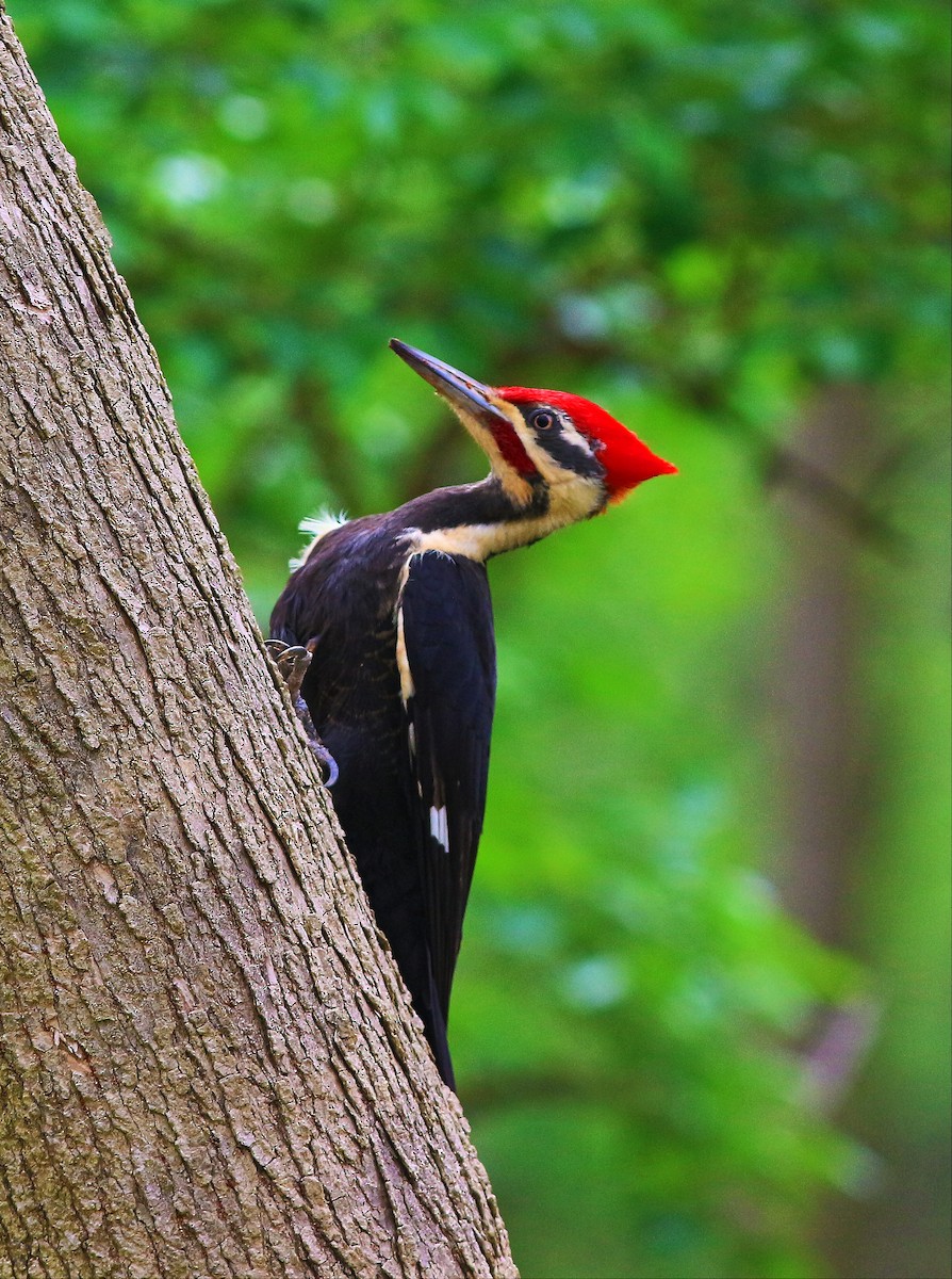 Pileated Woodpecker - ML232061561
