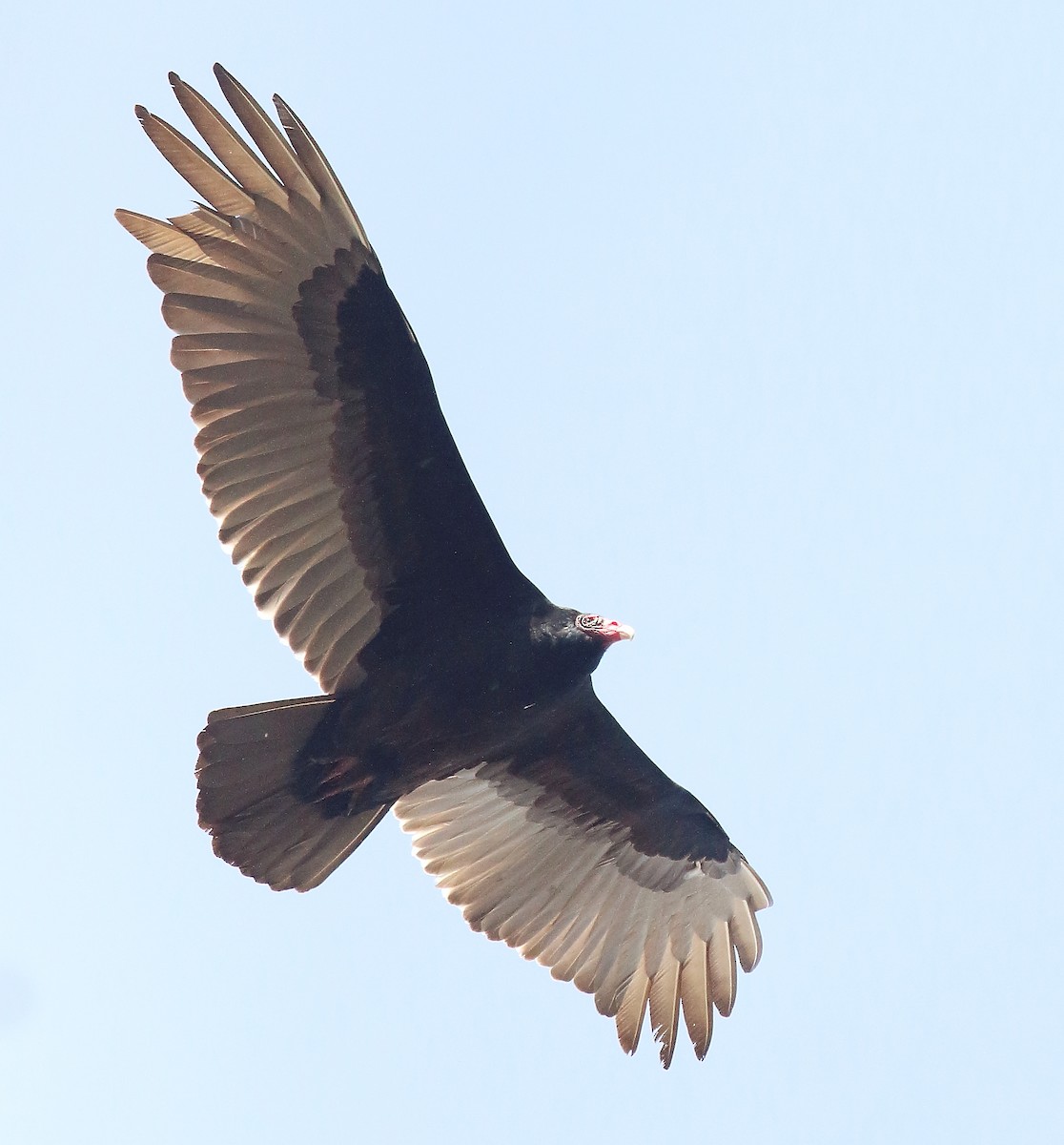 Turkey Vulture (Northern) - ML232061661
