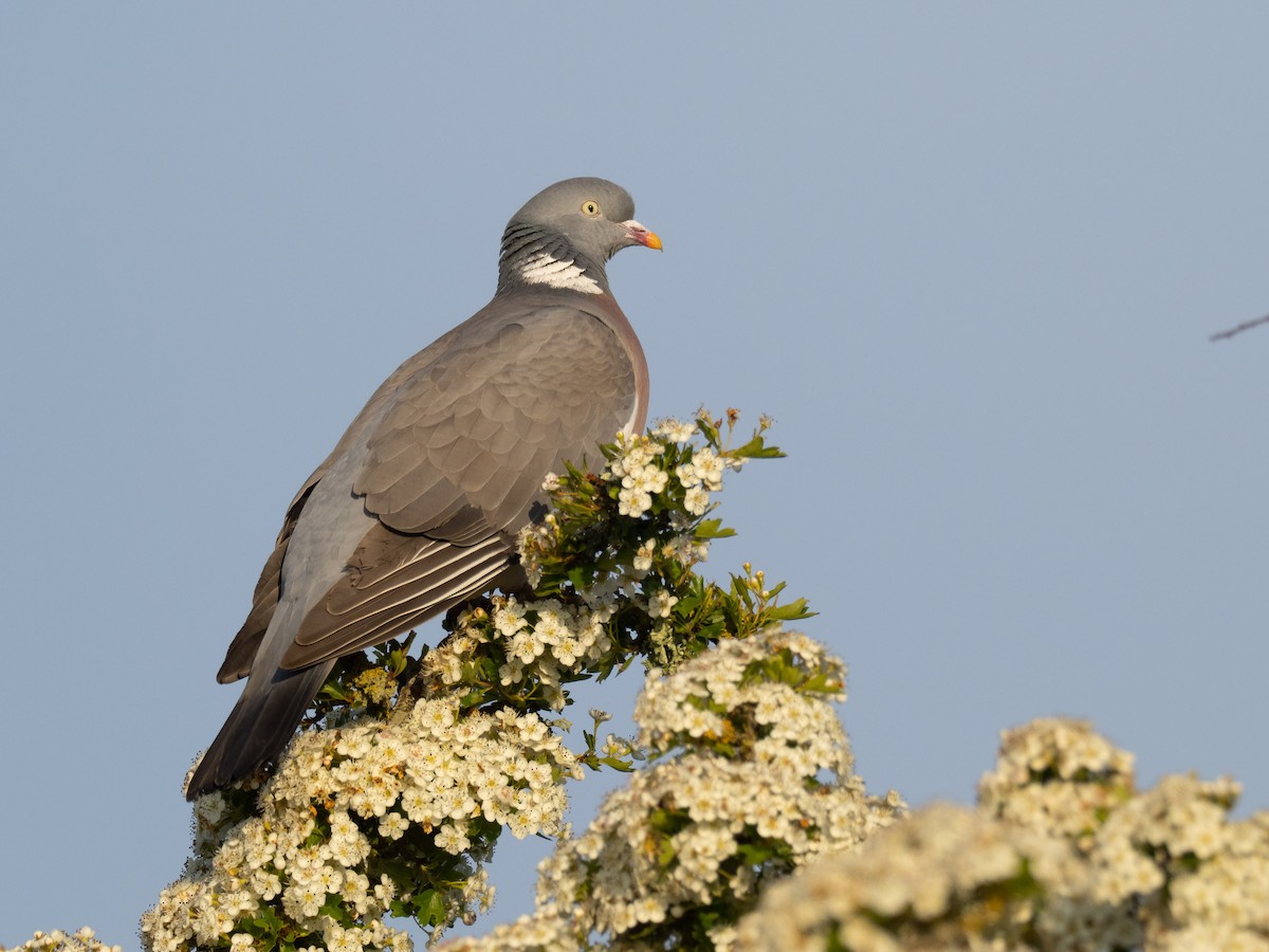 Common Wood-Pigeon - ML232062501