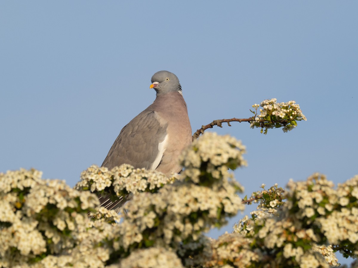 Common Wood-Pigeon - ML232062521