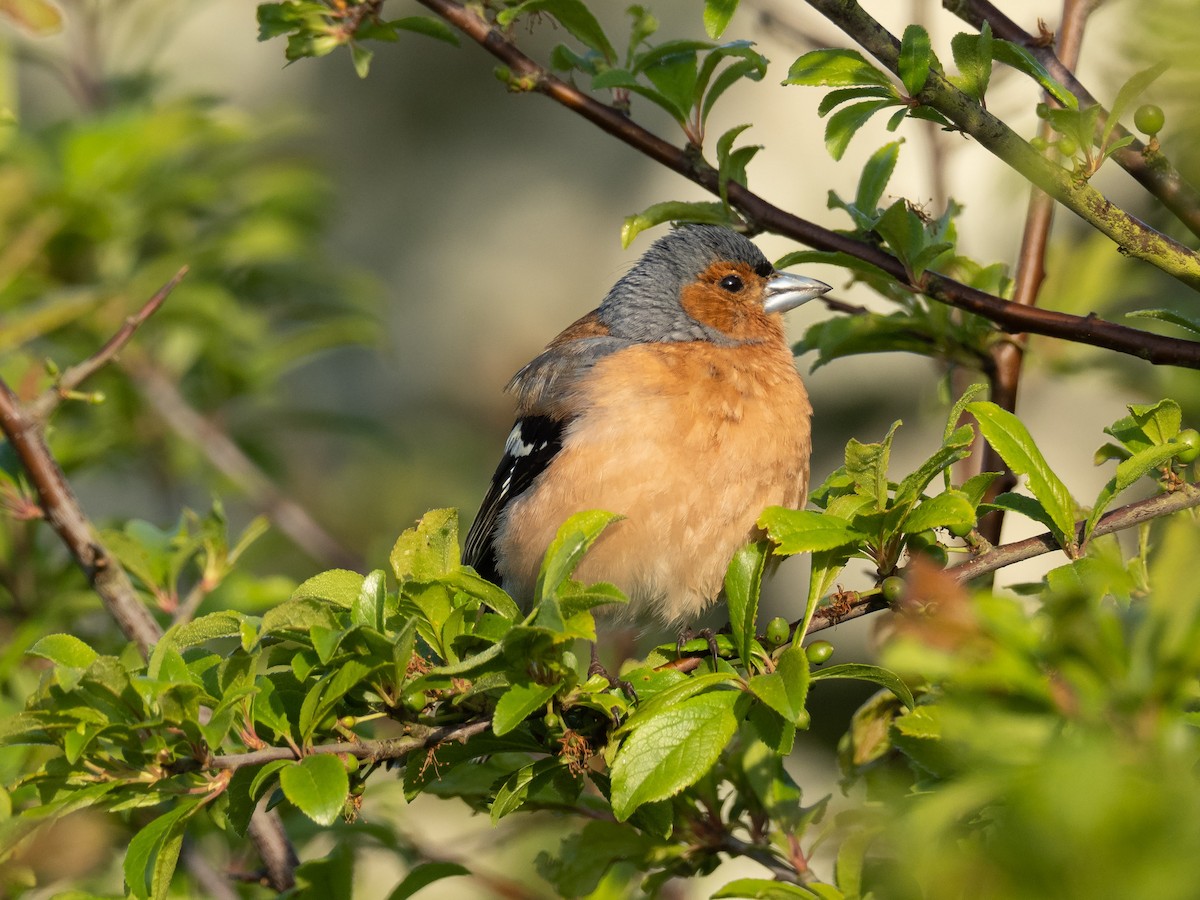 Common Chaffinch - ML232062601