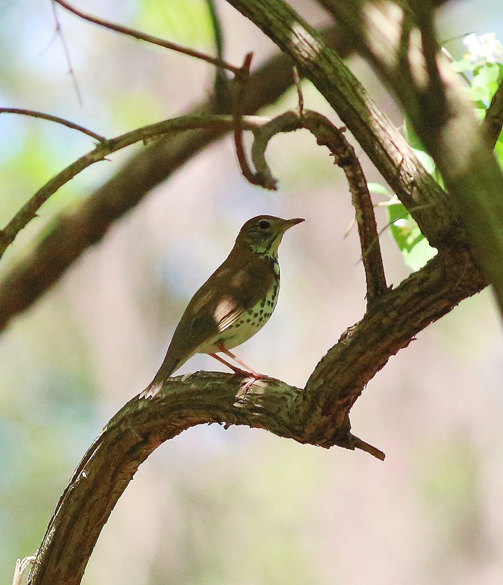 Wood Thrush - ML232063501