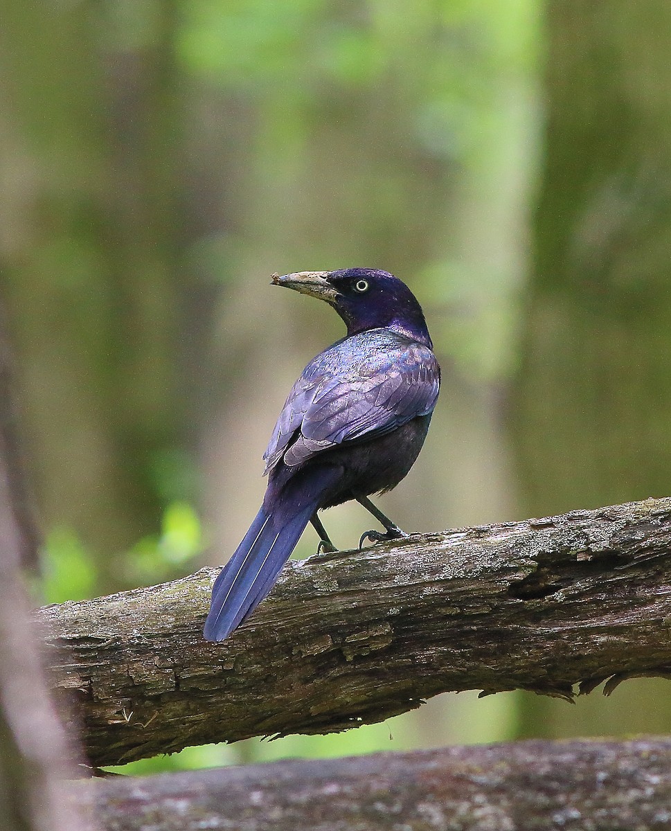 Common Grackle - ML232063751