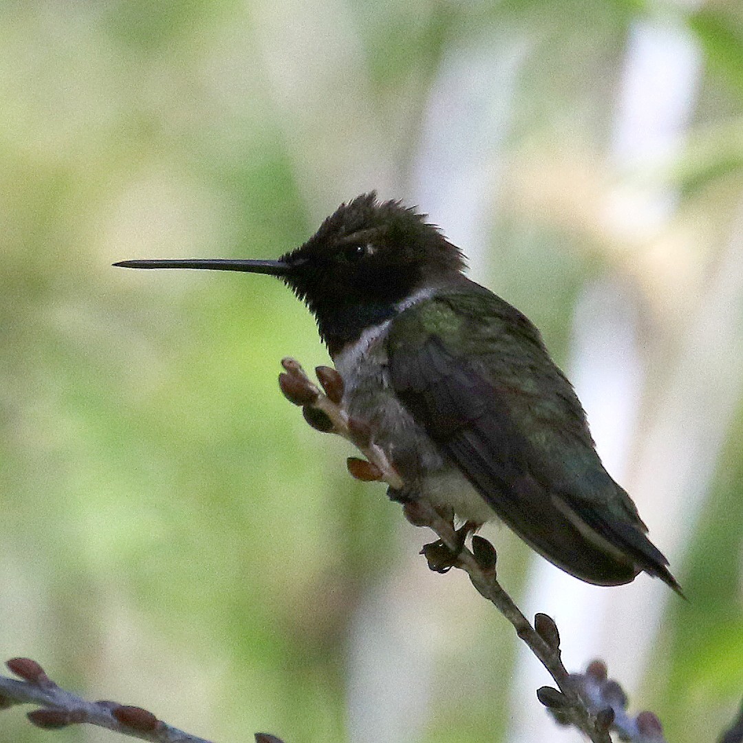 Colibrí Gorjinegro - ML232065191