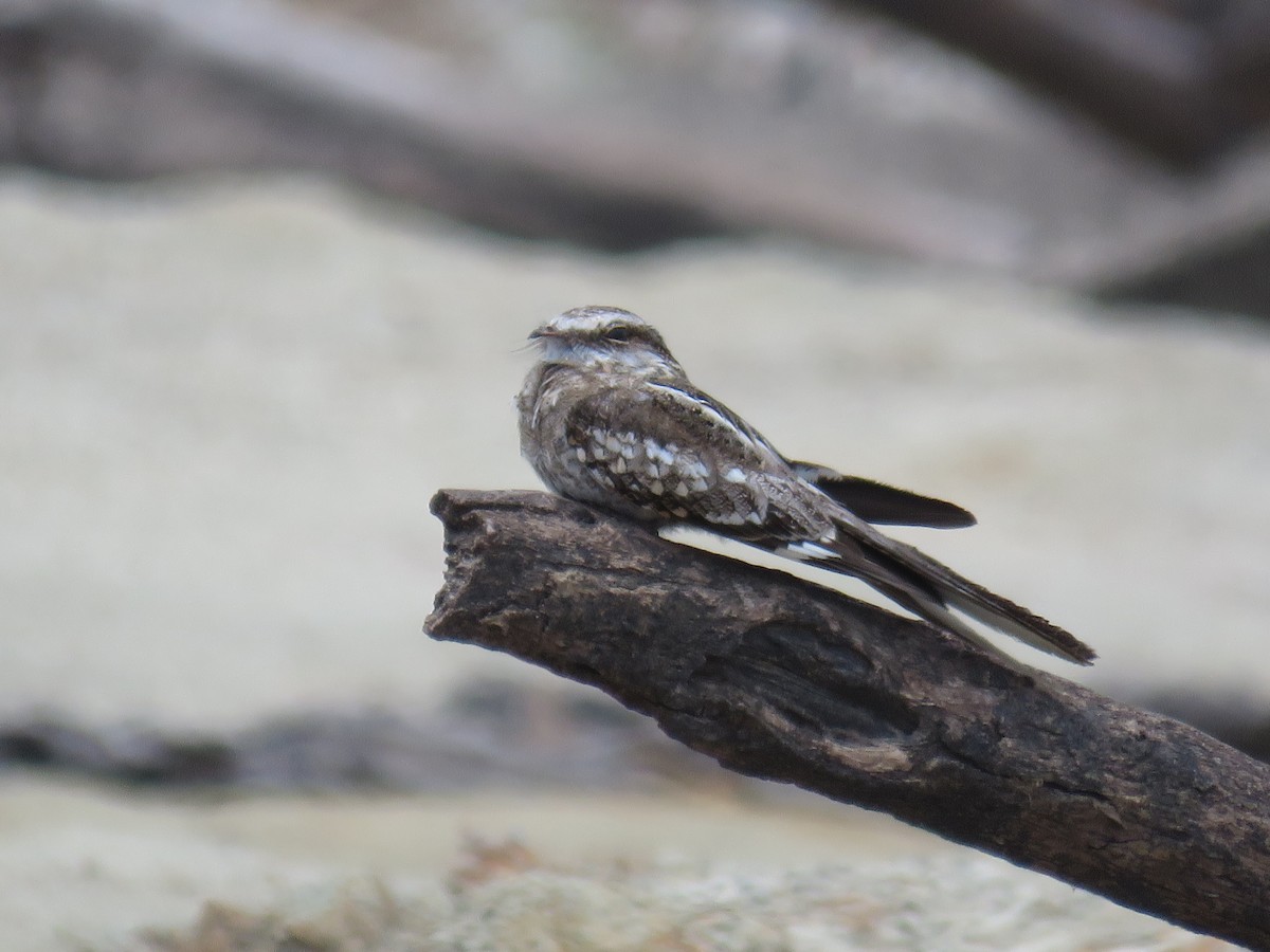 Ladder-tailed Nightjar - ML232065301