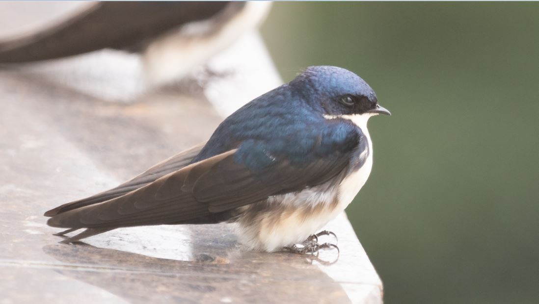 Blue-and-white Swallow - ML232066341