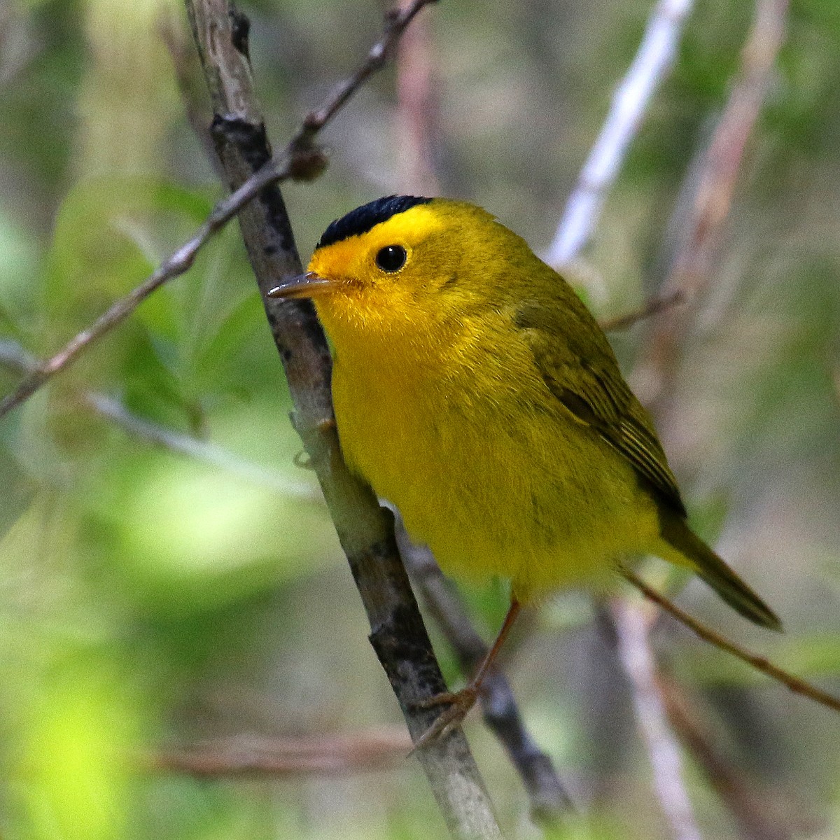 Wilson's Warbler - ML232066661