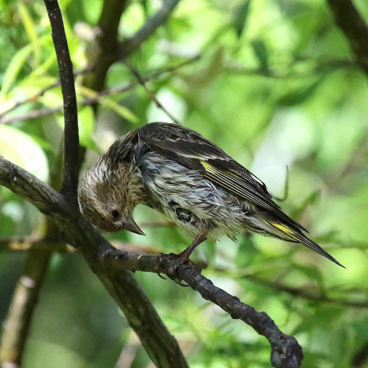 Yellow-rumped Warbler - ML232066951