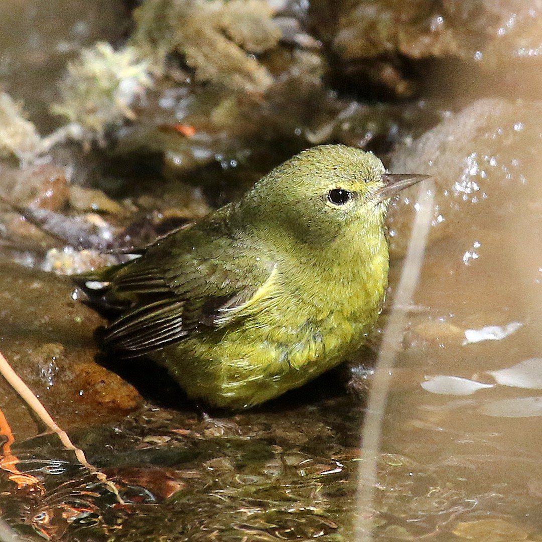 Orange-crowned Warbler - ML232067091