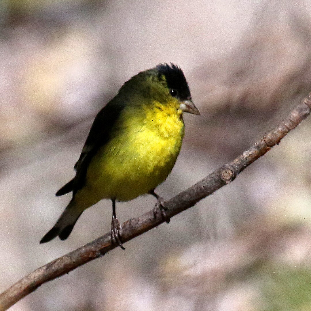 Lesser Goldfinch - ML232067131