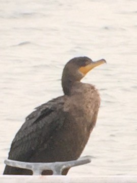 Double-crested Cormorant - Mike Warner
