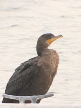 Cormoran à aigrettes - ML23206871