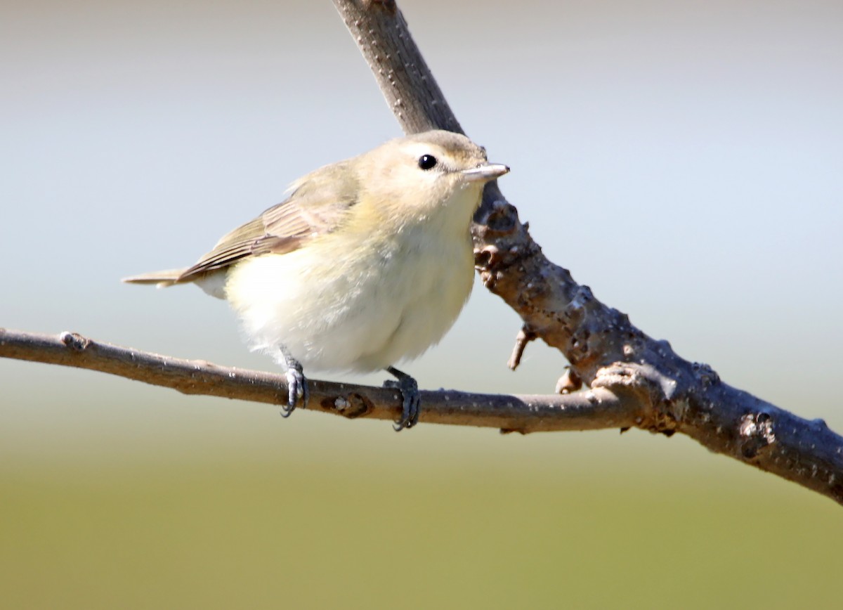 Warbling Vireo - Elizabeth Winter