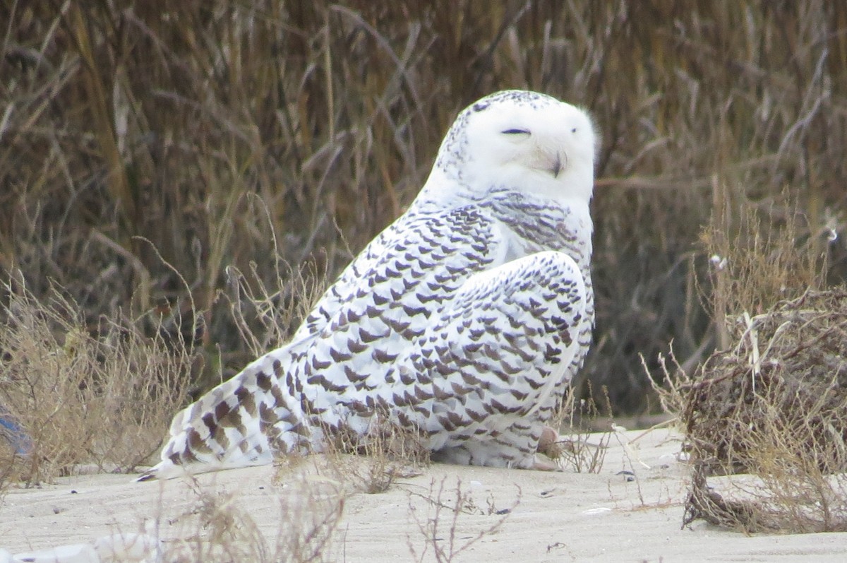 Snowy Owl - ML23206951