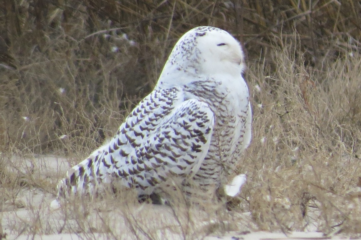 Snowy Owl - ML23206961