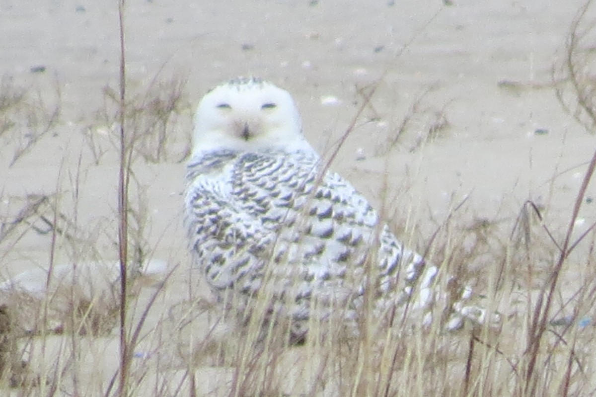 Snowy Owl - ML23206971