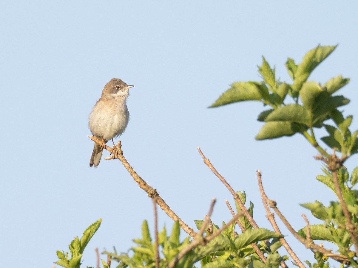 Greater Whitethroat - ML232069811