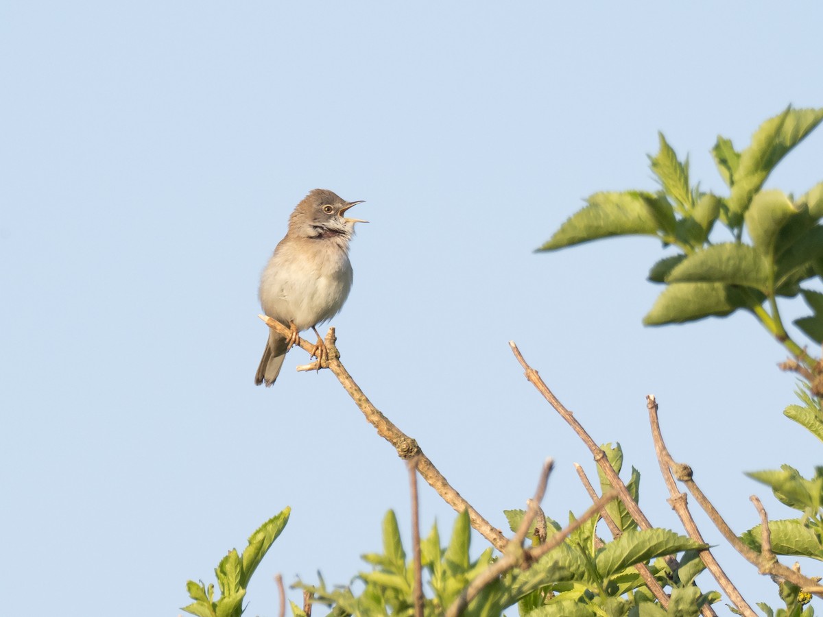 Greater Whitethroat - Simon Colenutt