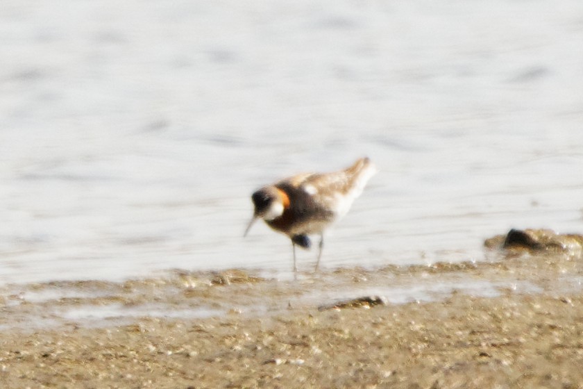 Red-necked Phalarope - ML232070111