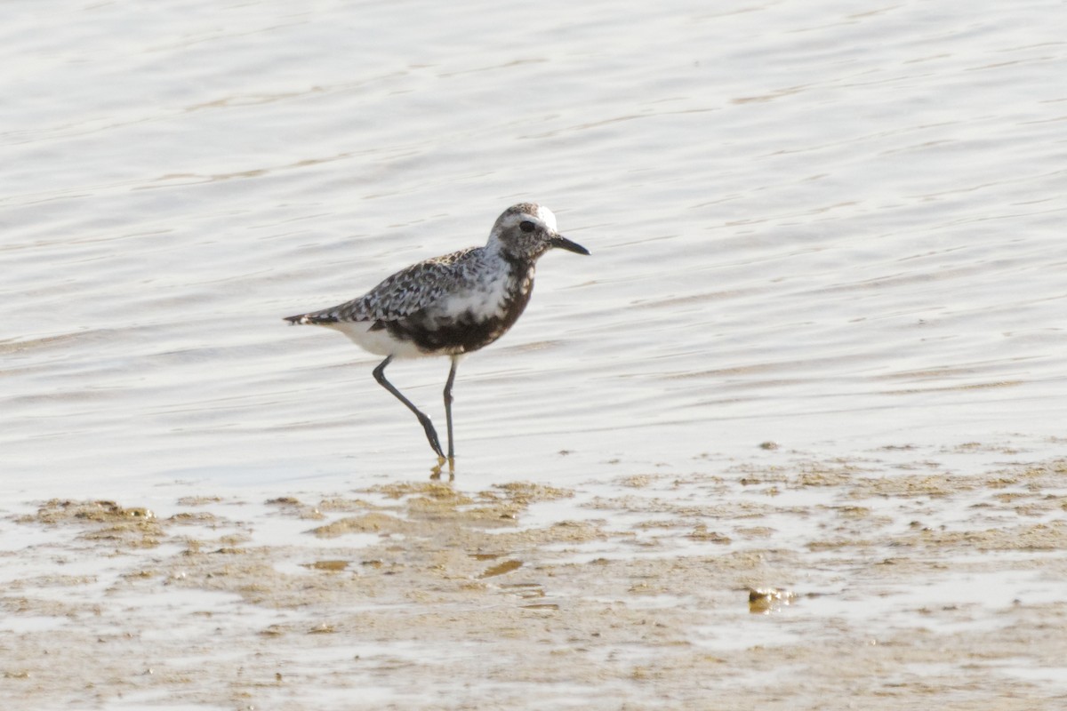 Black-bellied Plover - ML232070281