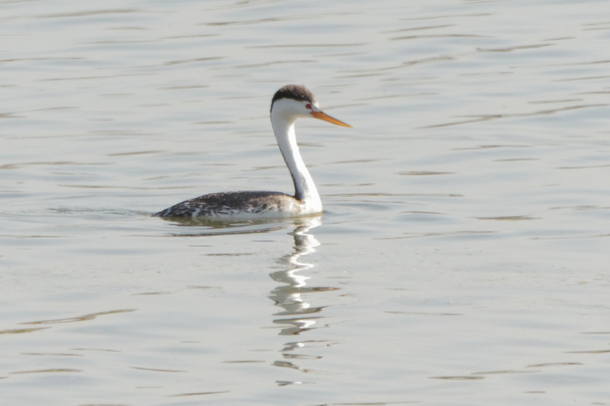 Clark's Grebe - ML232070461