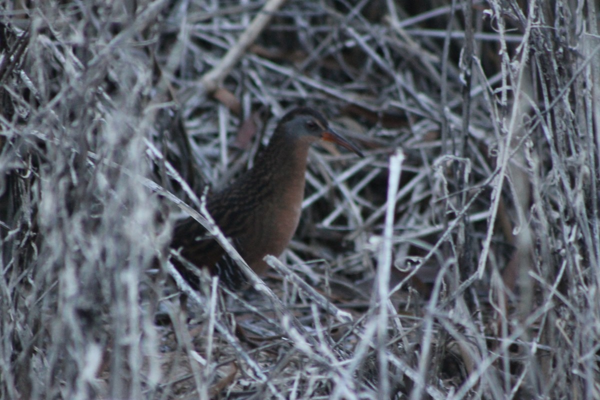 Virginia Rail - ML23207351