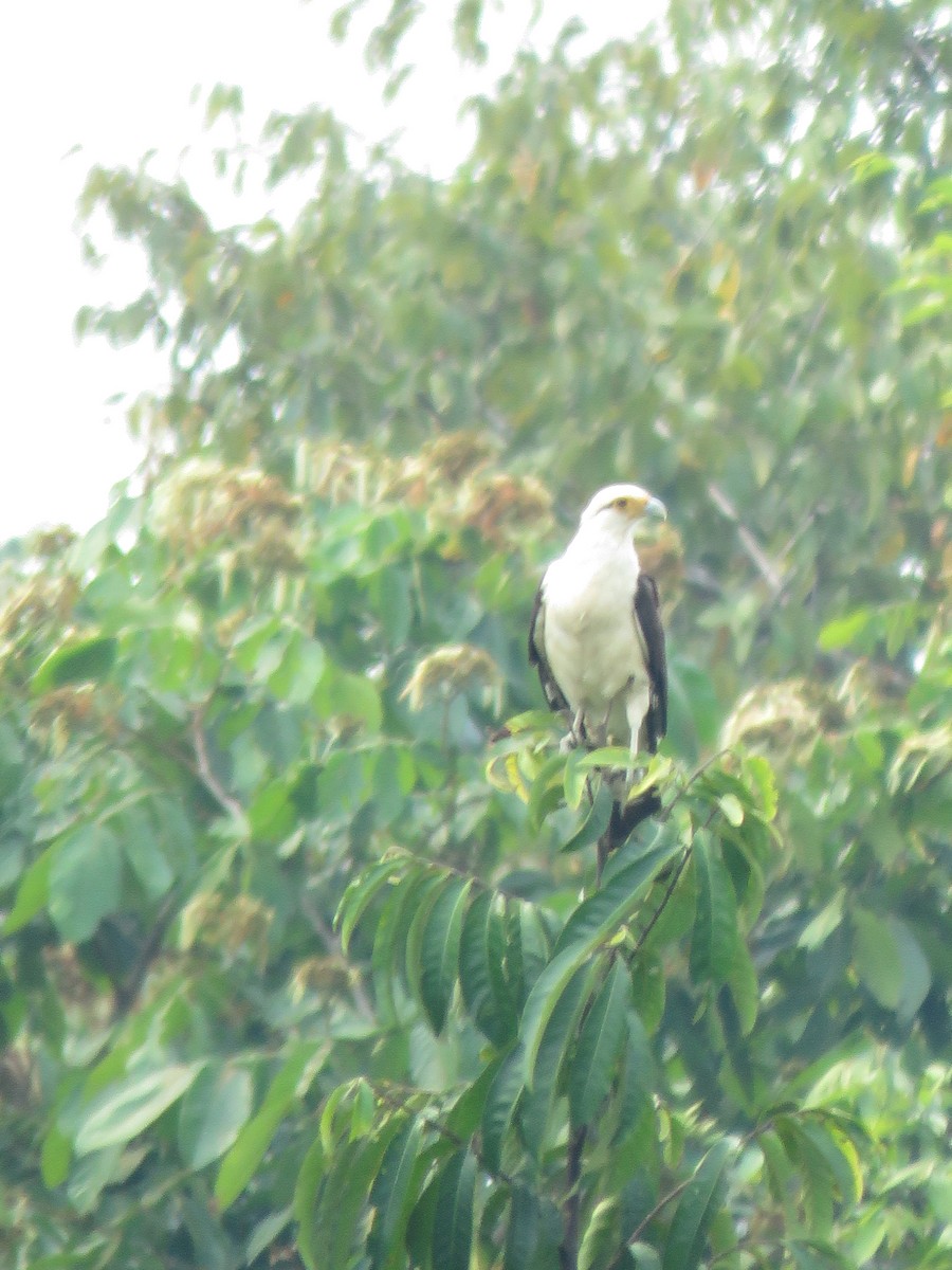 Yellow-headed Caracara - ML232073661