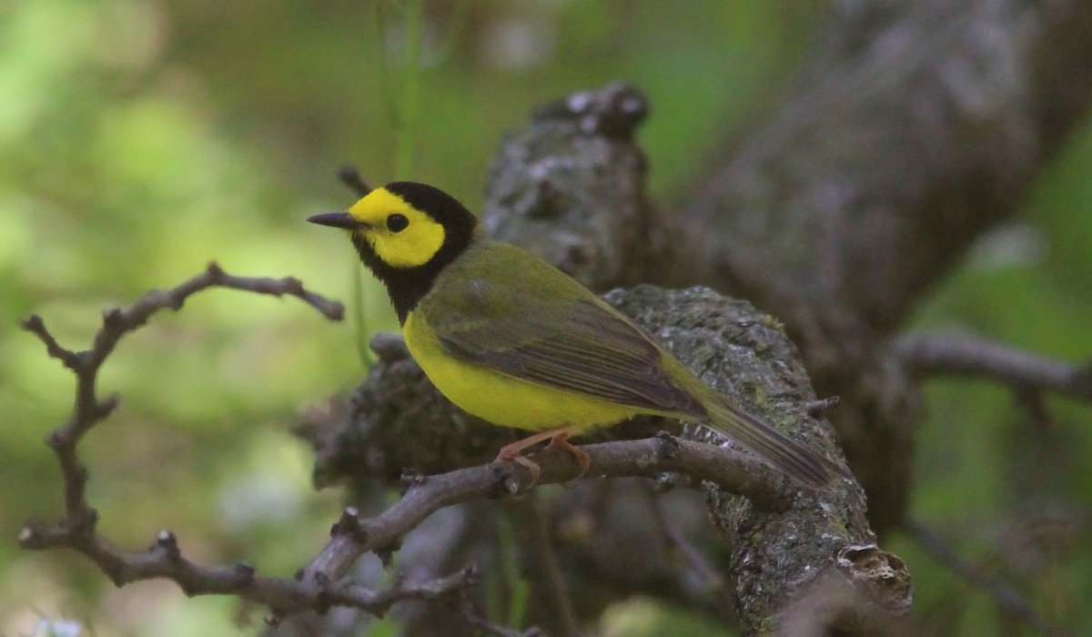 Hooded Warbler - ML232073711