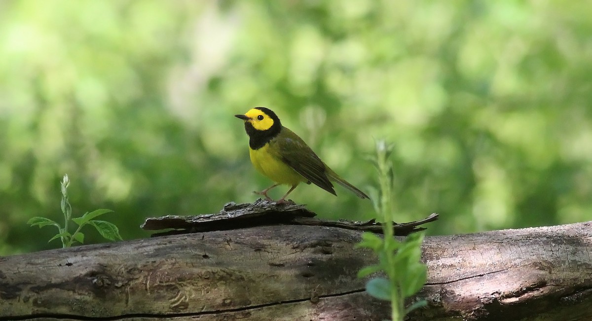 Hooded Warbler - ML232073991