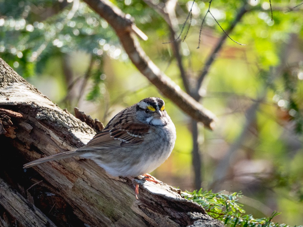 White-throated Sparrow - ML232074261