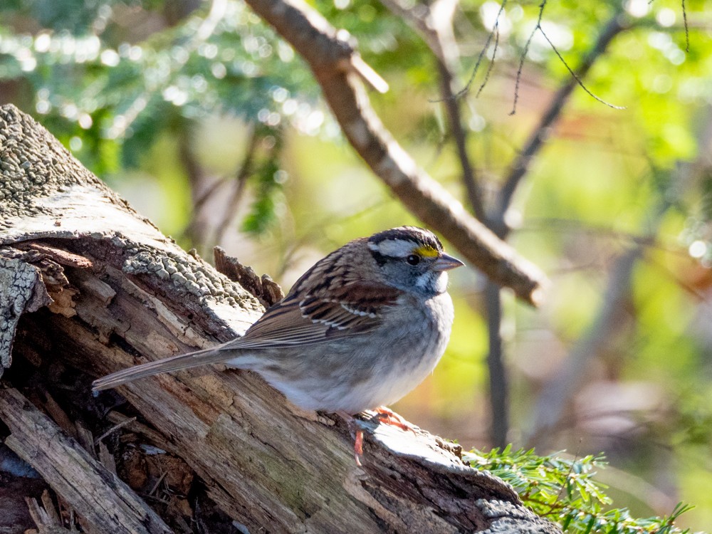 White-throated Sparrow - ML232074271