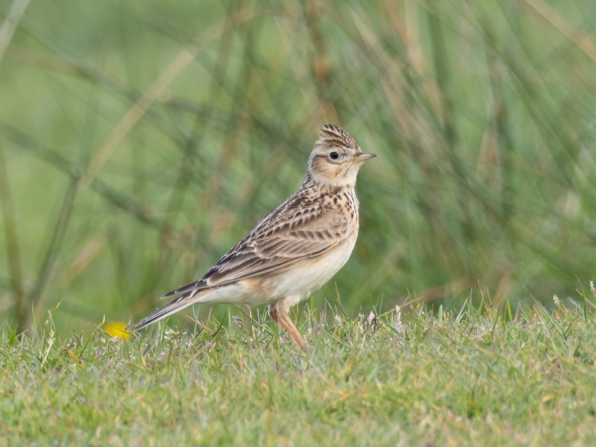 Eurasian Skylark - ML232074401