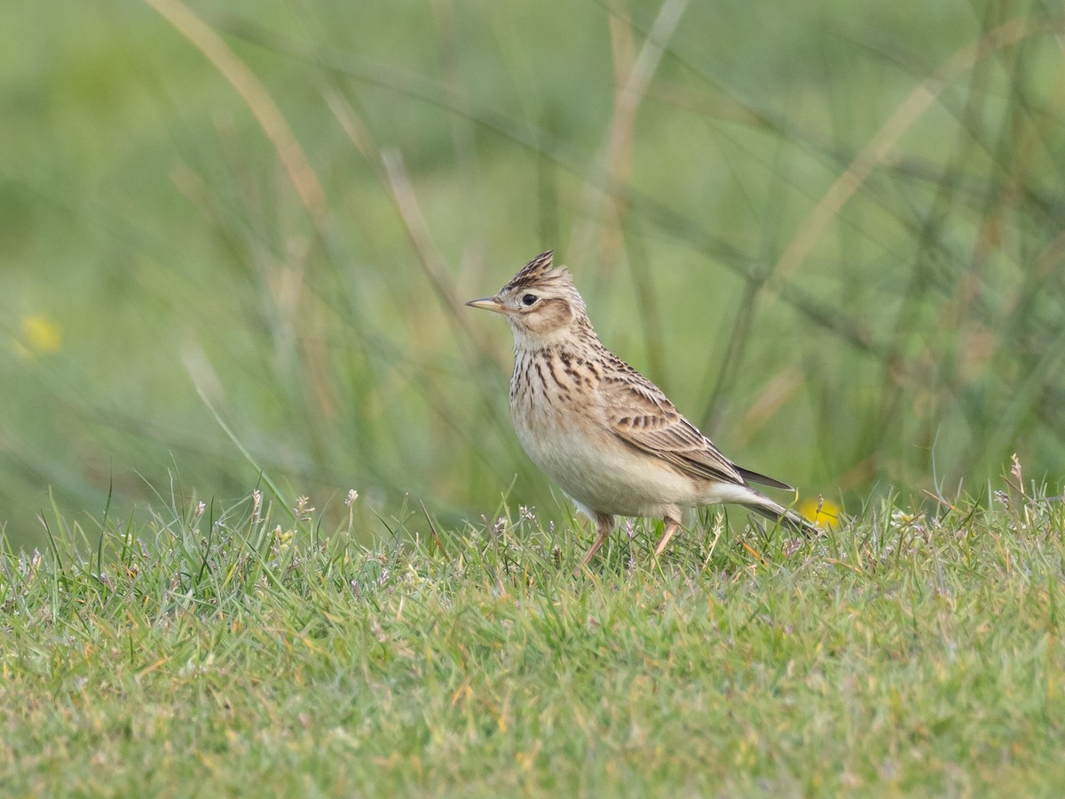 Eurasian Skylark - ML232074521