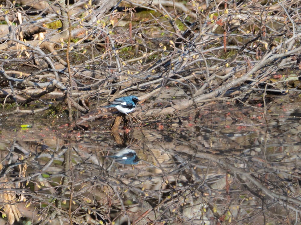 Black-throated Blue Warbler - ML232074761