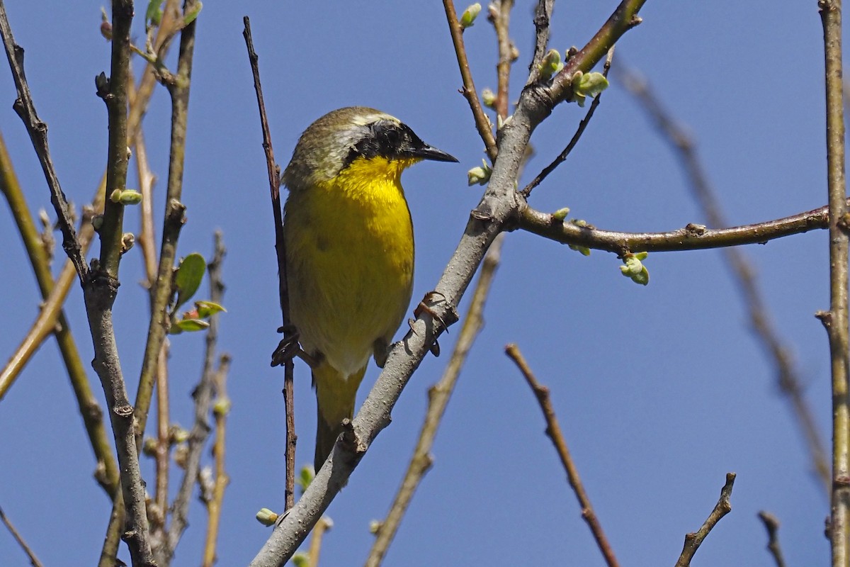 Common Yellowthroat - Donna Pomeroy