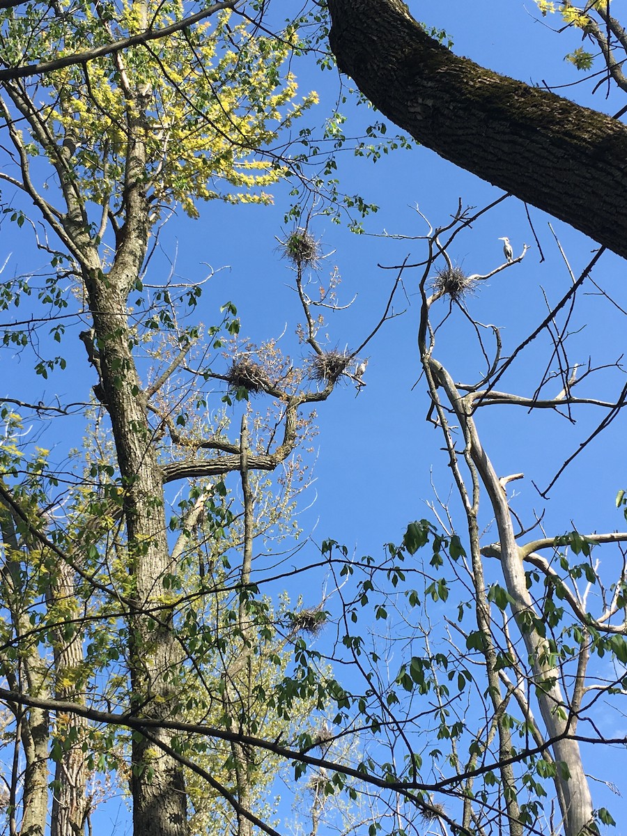 Great Blue Heron - ML232075741