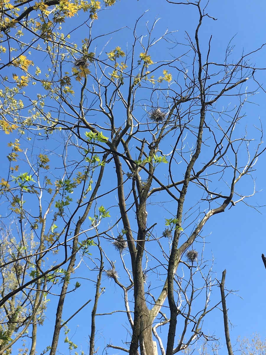Great Blue Heron - ML232075751