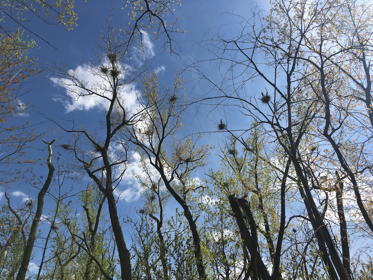 Great Blue Heron - ML232075771