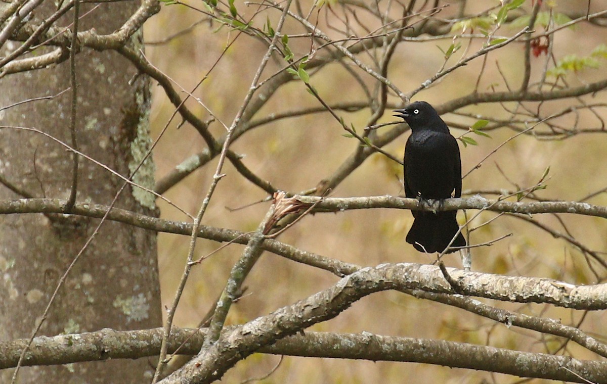 Rusty Blackbird - ML232077321