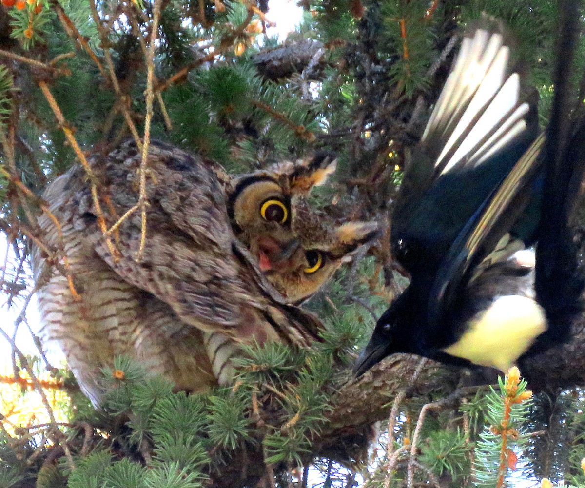 Great Horned Owl - ML232077521