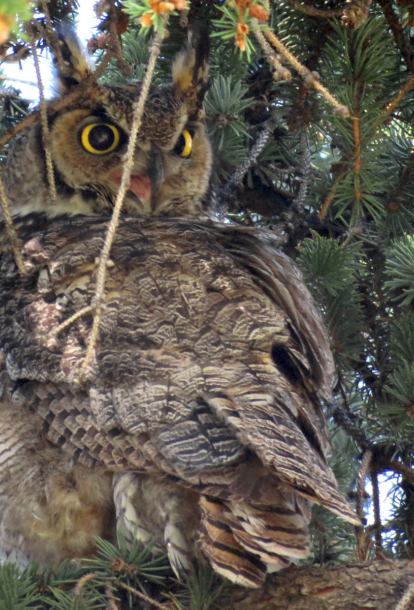 Great Horned Owl - ML232077611