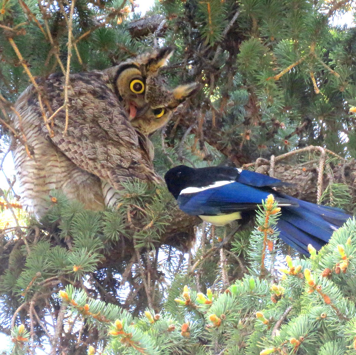 Great Horned Owl - ML232077621