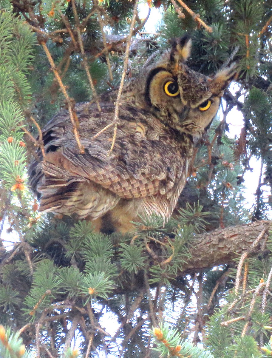 Great Horned Owl - ML232077691