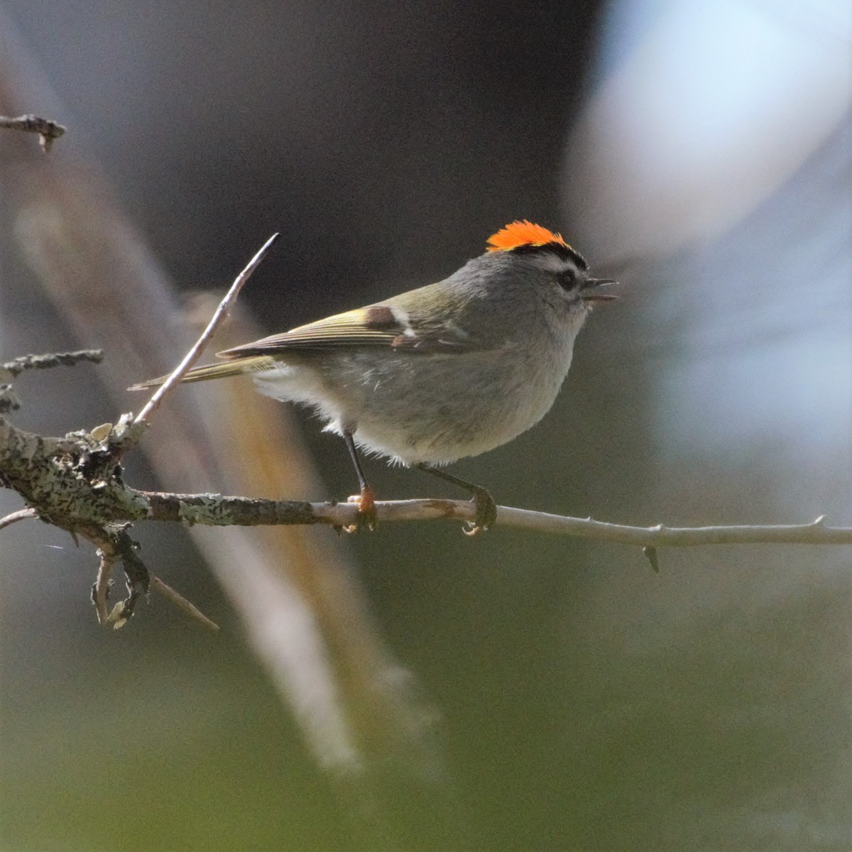 Golden-crowned Kinglet - Andrew Stadnyk