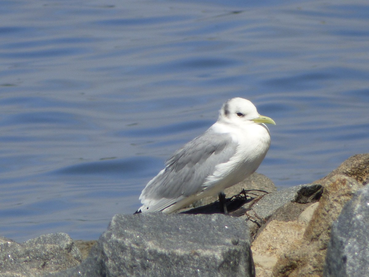 Black-legged Kittiwake - ML232081831