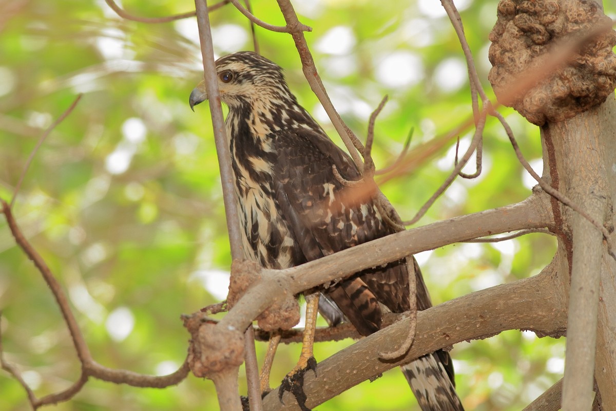 Common Black Hawk - ML232083681