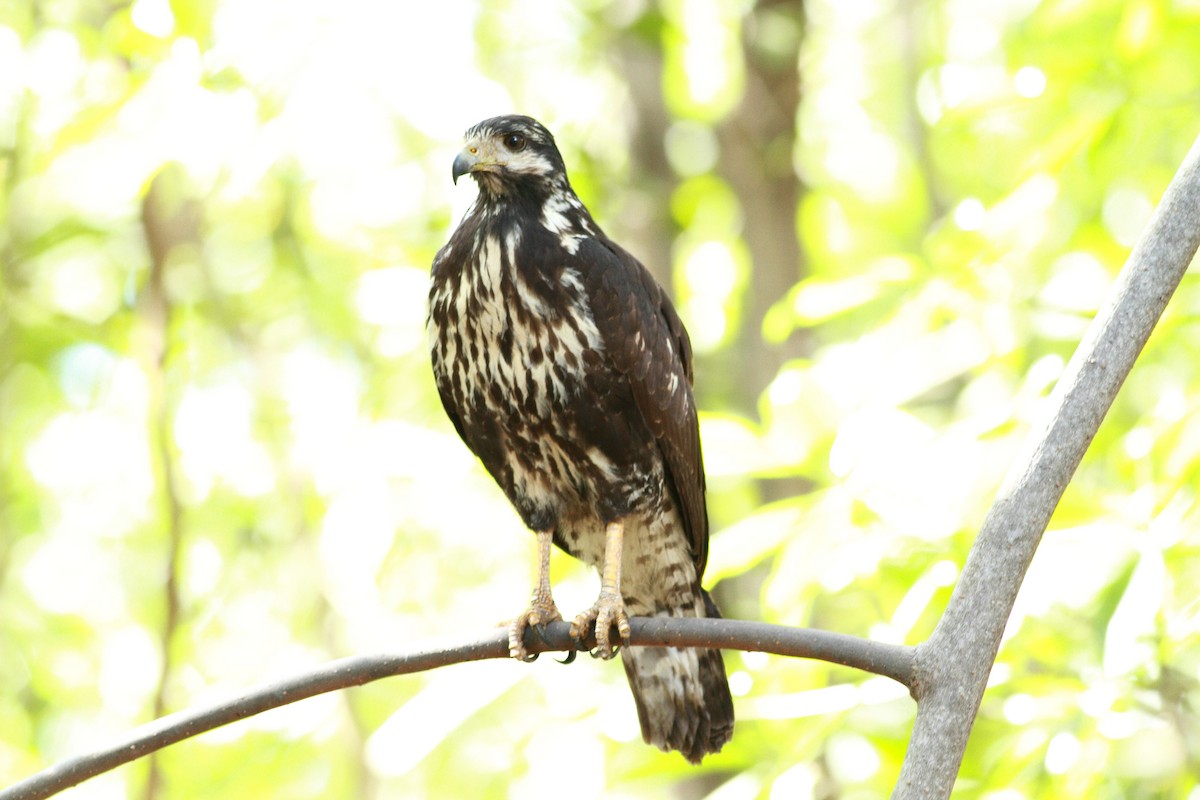 Common Black Hawk - ML232085081