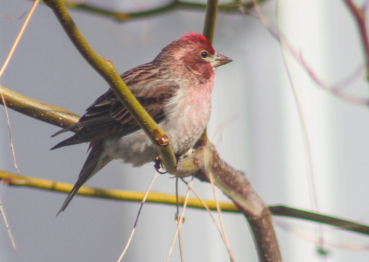 Cassin's Finch - ML232085251